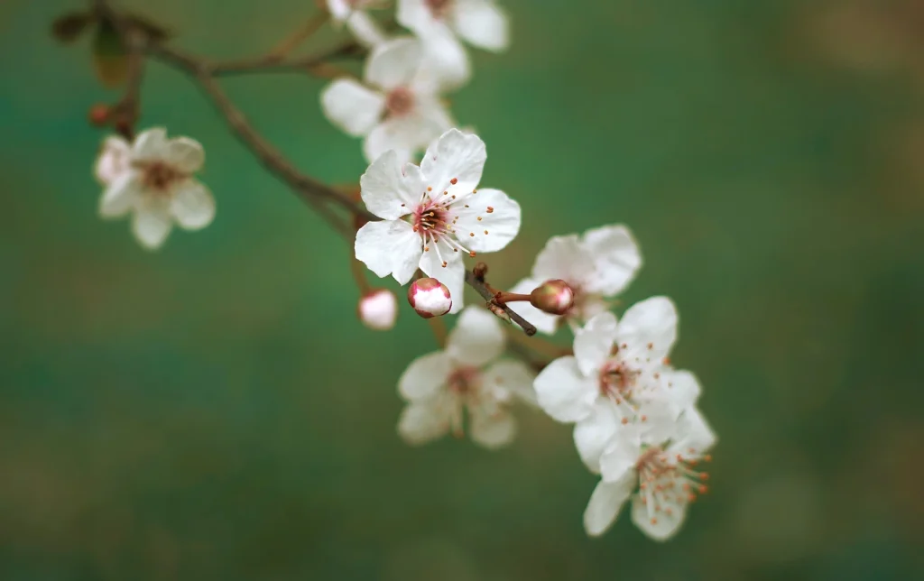 FLeurs de cerisier blanche - Image illustrant le soin massage personnalisé